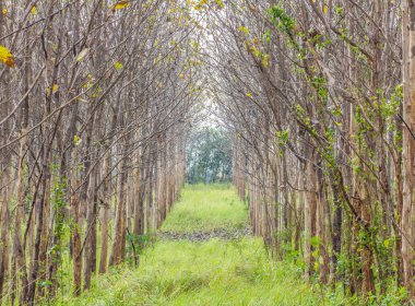 Sisli gün sisli sonbahar ormana yolu. Sonbahar s