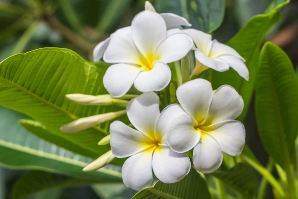 Plumeria bianca sull'albero della plumeria . — Foto Stock