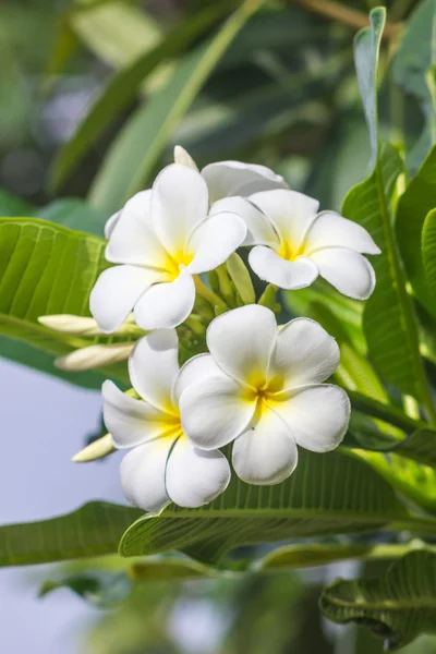 Plumeria bianca sull'albero della plumeria . — Foto Stock