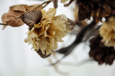 Kuru flowers.dead çiçek.