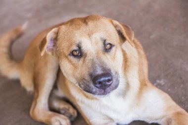 Köpek Beton üzerinde yalan söylüyor