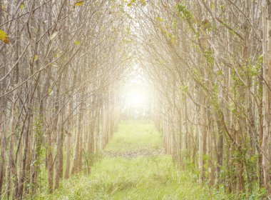 güzel manzara, sunrise orman