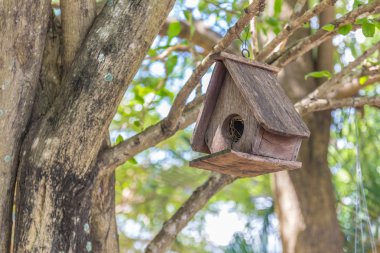 Sonbahar parkında ağaçta Starling House