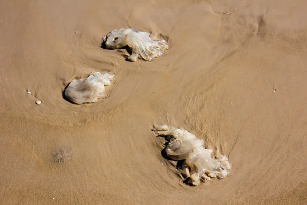 Água-viva morta na praia — Fotografia de Stock