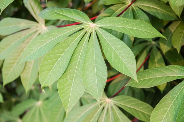 Close Up z manioku nebo manioku rostlin dovolená v Thajsku. — Stock fotografie