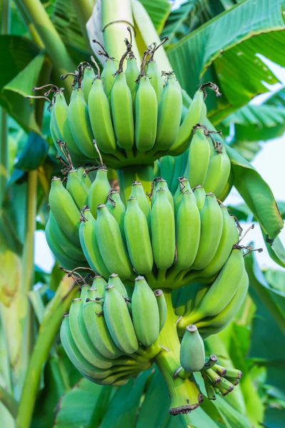 Manojos de plátanos verdes que crecen en una selva tropical Imágenes de stock libres de derechos