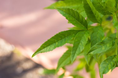 yeşil yapraklar arkaplan