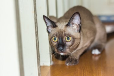 küçük bir erkek tekir kedi yalancı göz teması.