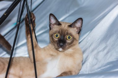 küçük bir erkek tekir kedi yalancı göz teması.