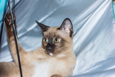 küçük bir erkek tekir kedi yalancı göz teması.