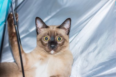 küçük bir erkek tekir kedi yalancı göz teması.