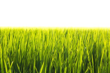 Beyaz arkaplanda yeşil çimenler izole edilmiş