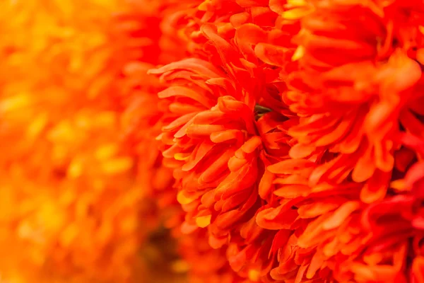 Macro shot di un fiore di Dahlia — Foto Stock
