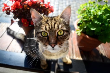 Kedi bkz. beni
