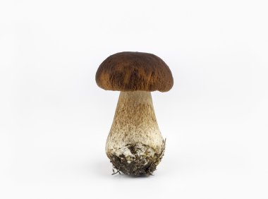 Beyaz arka planda izole edilmiş Boletus mantarı