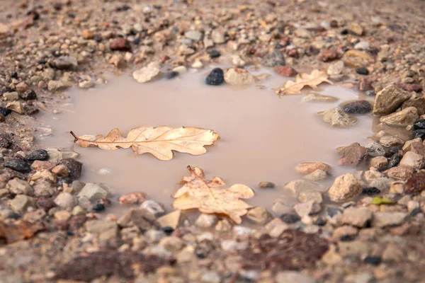 Oak leaf fell into a puddle. Gravel road, footpath. Autumn day, season and weather — Stock Photo, Image