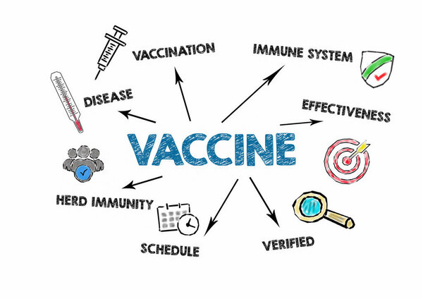 VACCINE. Disease, Immune System, Verified and Schedule concept. Chart with keywords and icons