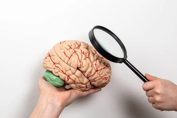 Medicina, pesquisa, conhecimento e conceito de memória. Modelo de cérebro e lupa sobre um fundo branco — Fotografia de Stock