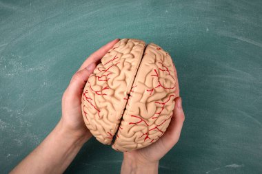 Yeşil tebeşir tahtası üzerinde beyin, plastik model
