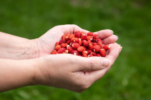 Las fresas rojas salvajes en las manos femeninas —  Fotos de Stock