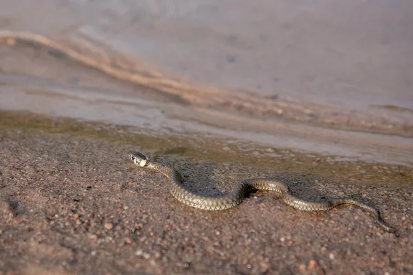 Grass snake on the river bank. Water and beach — Stock Photo, Image