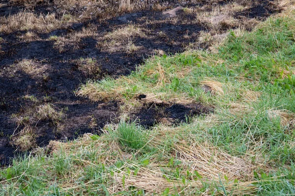 Burnt old dry grass. Fire accident, extremely hot weather and nature — Stock Photo, Image