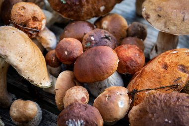 Çeşitli yabani mantarlar. Mantar toplama, eğlence ve yemek pişirme.