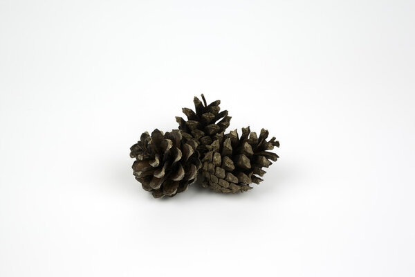 Pinecone on white background