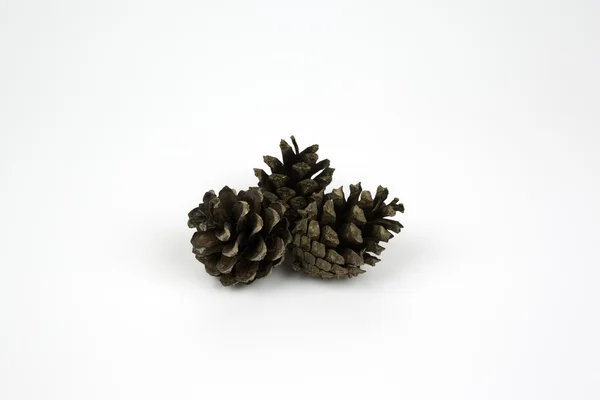 Pinecone sobre fondo blanco Imágenes De Stock Sin Royalties Gratis