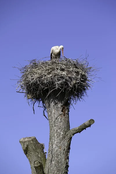 Storch im Nest — Stockfoto