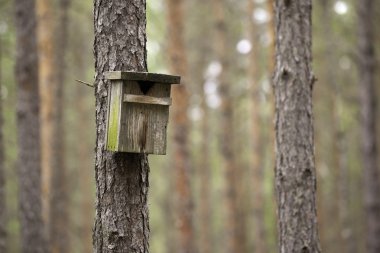 Ağaçtaki kuş evi.