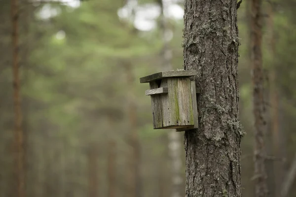 Casa de pájaros en un árbol — Foto de Stock