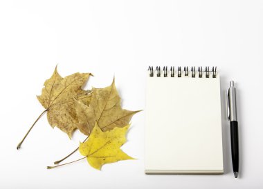 akçaağaç yaprakları ve not defteri