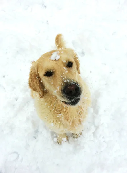 Golden Retriever Hiver — Photo