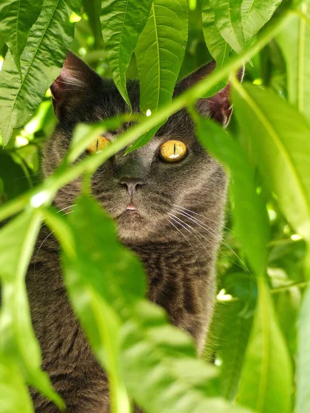 British Cat Tree — Stock Photo, Image