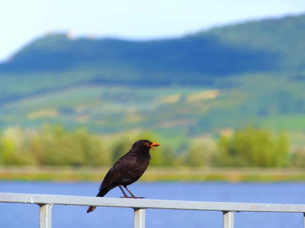 Pássaro Preto Frente Paisagem — Fotografia de Stock