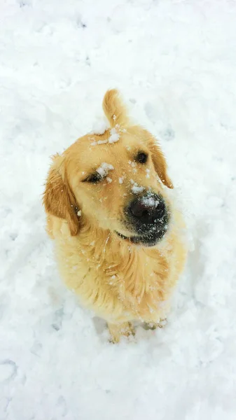 Golden Retriever Hiver — Photo