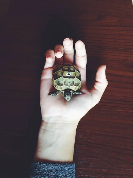 Little turtle in hand.