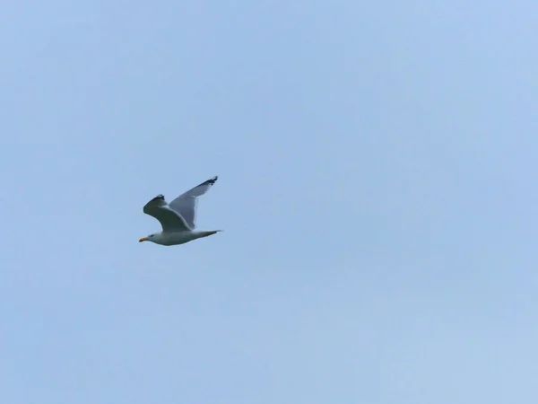 Seekor Burung Camar Terbang Laut — Stok Foto