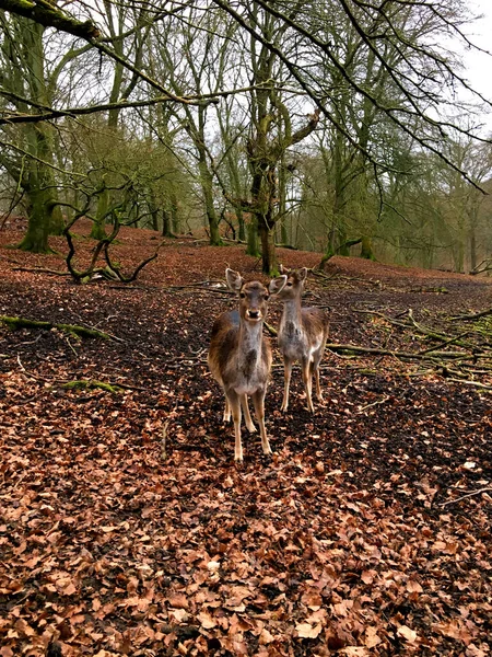 Deux Cerfs Dans Forêt — Photo