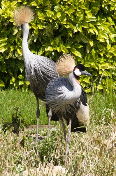 Altın tepeli balıkçıllar