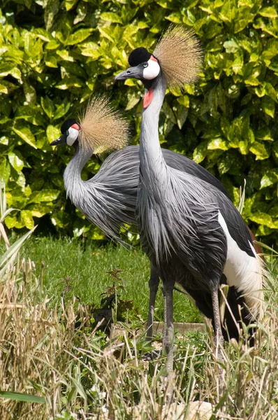 Gold crested herons