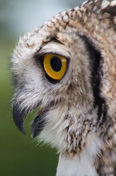 Owl close up