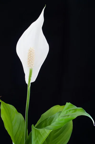 Peace Lily — Stock Photo, Image