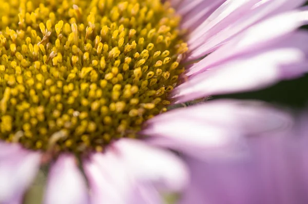 Pink daisy — Stock Photo, Image