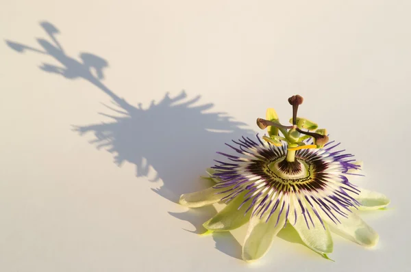 Passiflora
