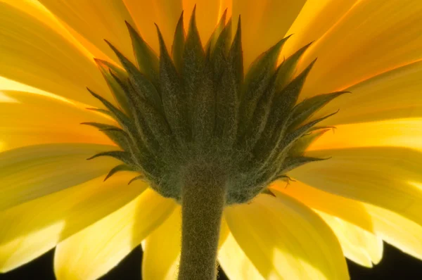 Yellow gerbera — Stock Photo, Image