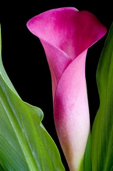 Calla lily — Stock Photo, Image