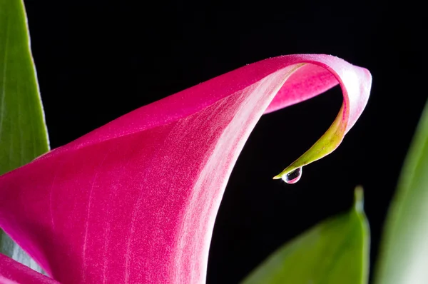 Lirio de Calla — Foto de Stock