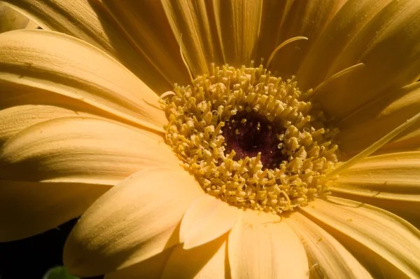 Sarı gerbera — Stok fotoğraf